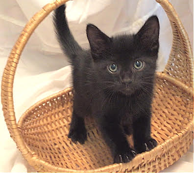 adoptable Cat in Newport Beach, CA named Shadow- I Can Be A Friend To Your Young Cat!