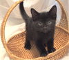 adoptable Cat in Newport Beach, CA named Shadow- I Can Be A Friend To Your Young Cat!