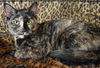 adoptable Cat in Newport Beach, CA named Ninah Is Affectionate!