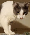 adoptable Cat in Newport Beach, CA named A- Donny -I am a Talker! Mom is A Siamese!