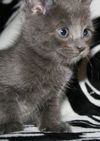 adoptable Cat in Newport Beach, CA named Pebble - I am A Russian Blue