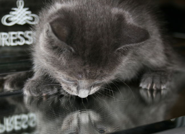Pebble - I am A Russian Blue