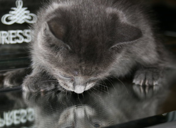 Pebble - I am A Russian Blue