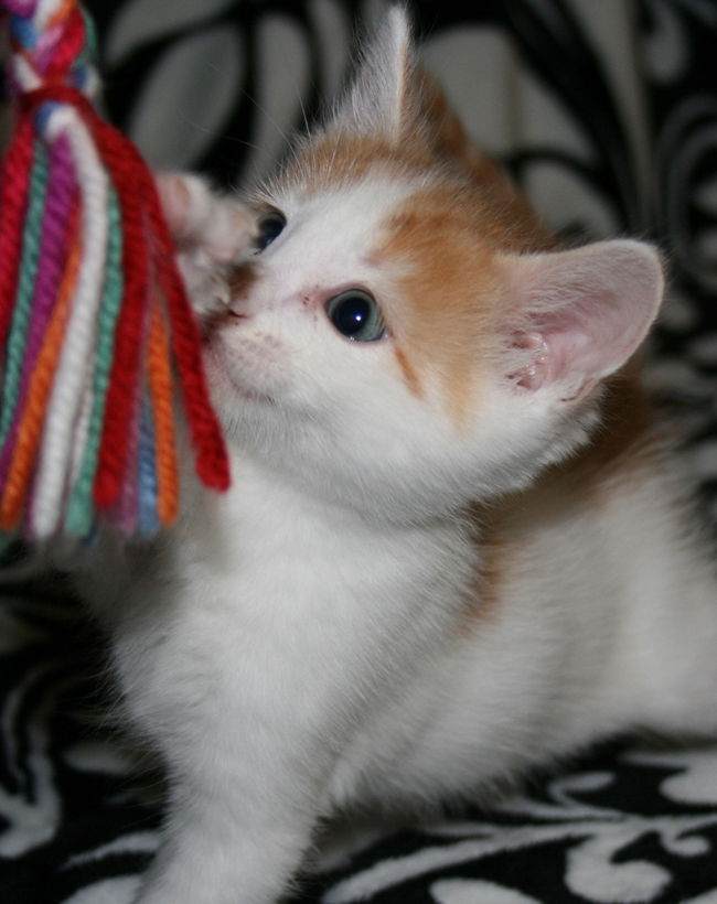 Oliver _ Adopt Me With Pebble