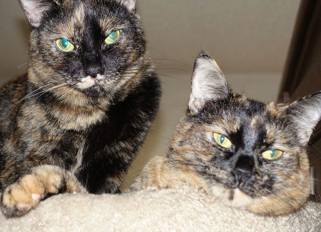 adoptable Cat in Newport Beach, CA named Vienna & Mocha