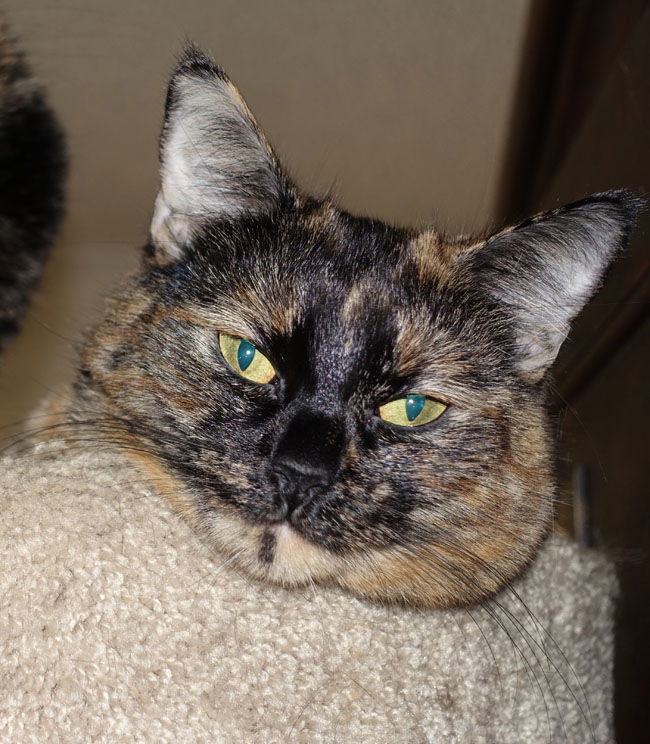 Vienna & Mocha