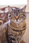 adoptable Cat in Newport Beach, CA named Ava - Bengal Tabby