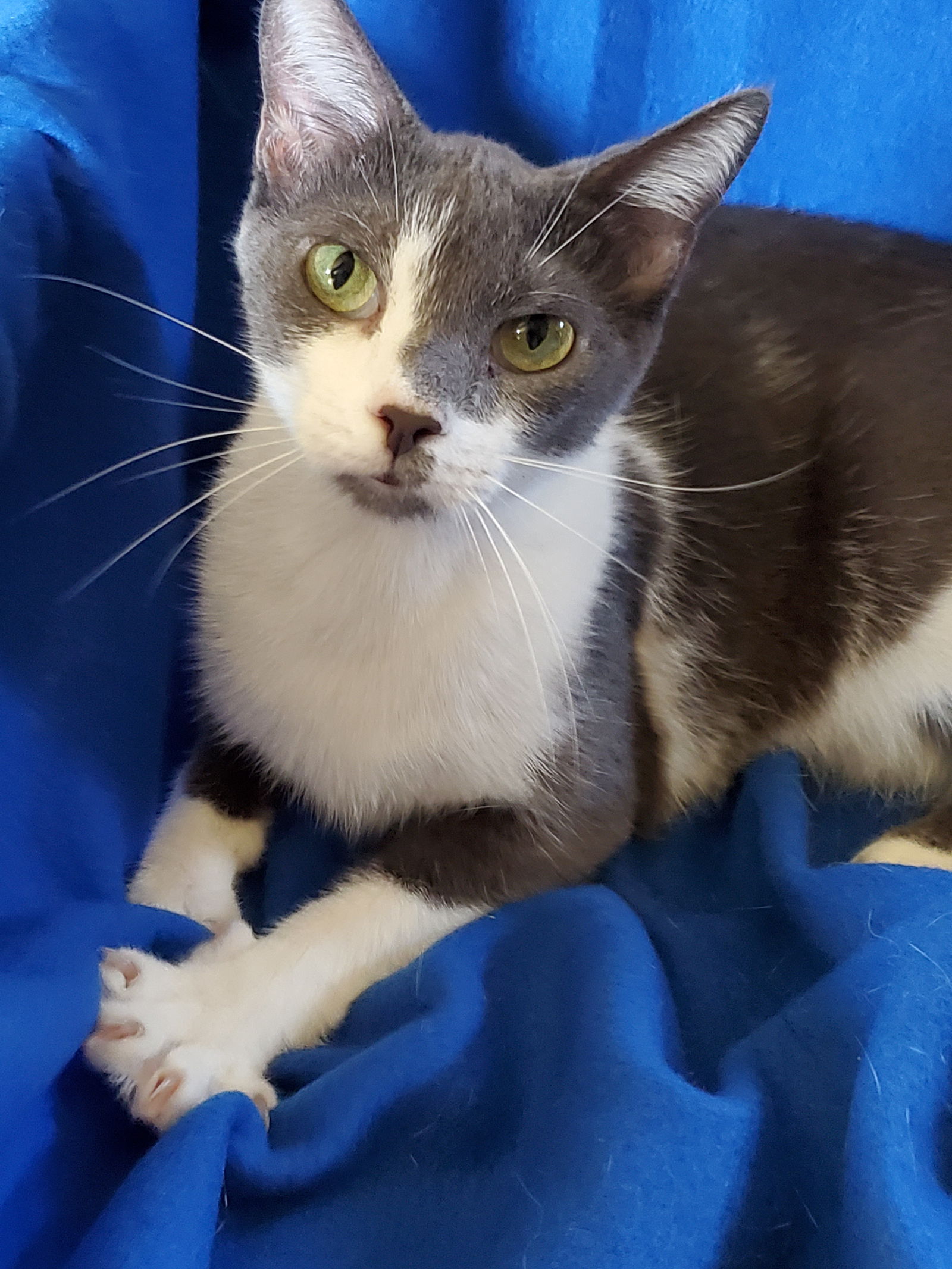 adoptable Cat in Newport Beach, CA named Valentino - Bottle Fed & Hand-Raised