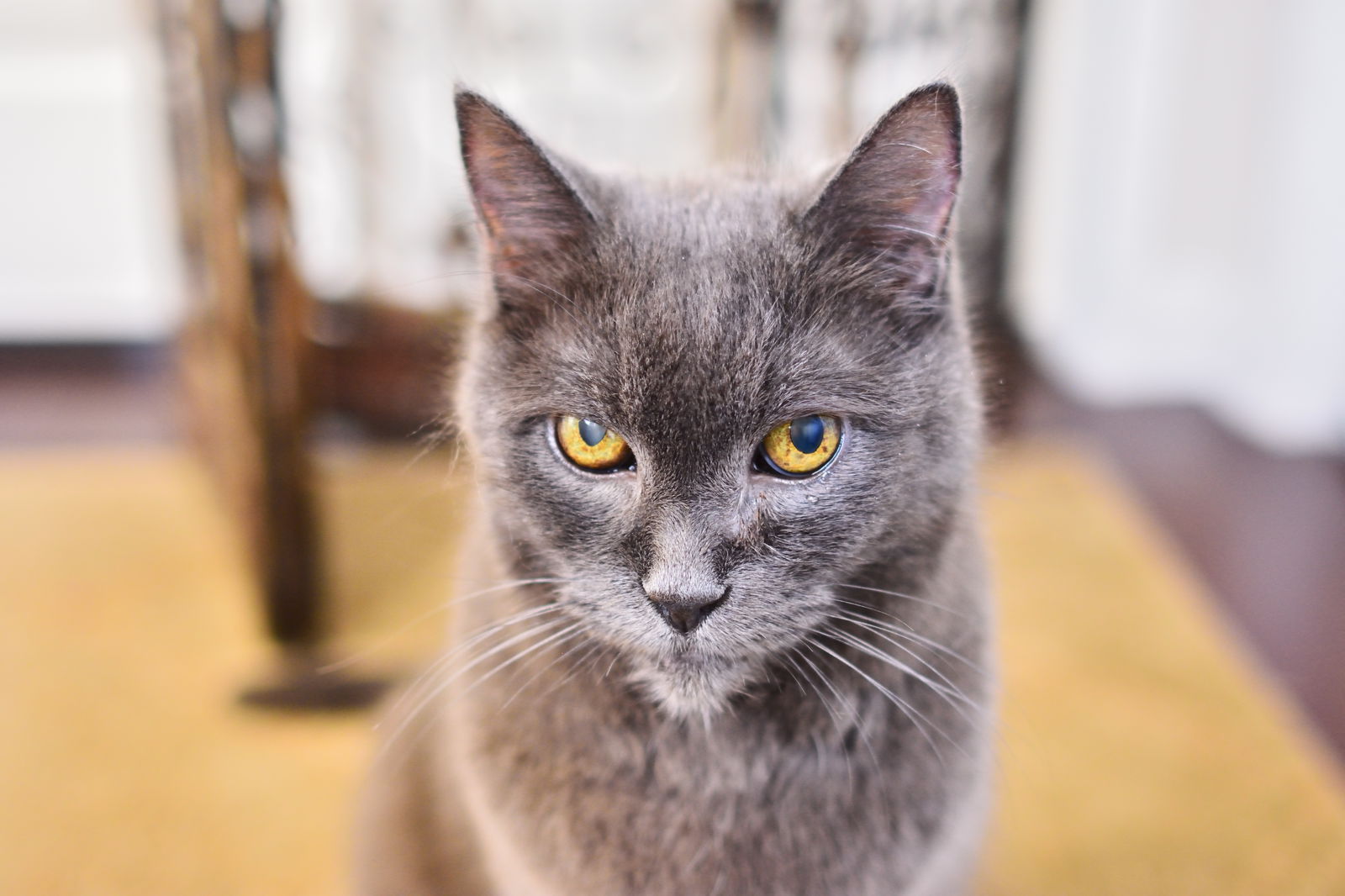 adoptable Cat in Newport Beach, CA named Paolo