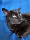 adoptable Cat in Newport Beach, CA named Lunetta Rose