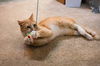 adoptable Cat in Newport Beach, CA named Buddy - With A Maine Coon Temperament