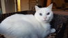 adoptable Cat in Newport Beach, CA named Courage - White Applehead Siamese-look