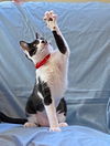 adoptable Cat in  named DAISY, Most Loved! Adopt Me With Java!