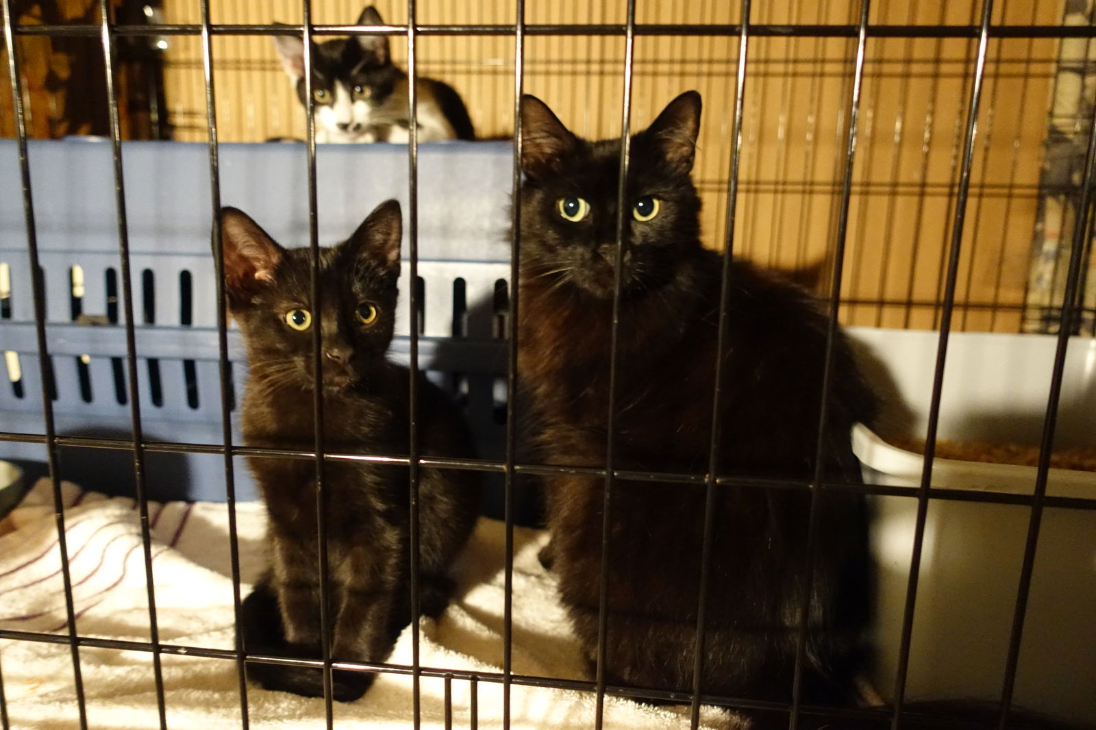 adoptable Cat in Newport Beach, CA named Sweet Bella! Really Nice! Look At Her Kittens!