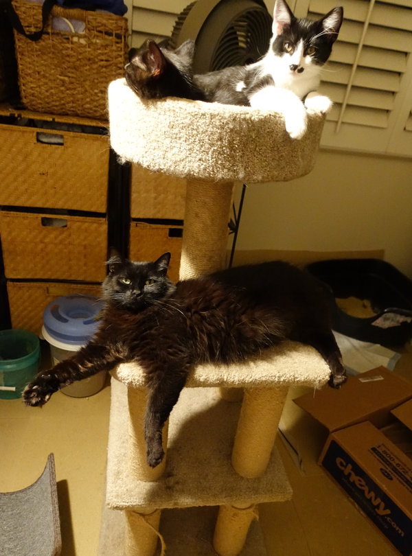 Sweet Bella! Really Nice! Look At Her Kittens!