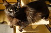 adoptable Cat in Newport Beach, CA named BELLA Easy Going & Calm