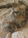 adoptable Cat in  named BEATLE - Long Hair Marble Bengal Tabby-Look