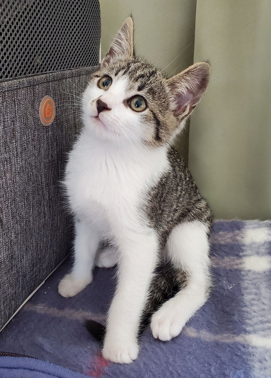 adoptable Cat in Newport Beach, CA named RINGO KNOWS HE IS A STAR!