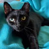 adoptable Cat in Newport Beach, CA named Cleopatra - Bombay-Look