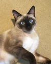 adoptable Cat in newport, OR named Francesca Talkative & Bossy Like A Siamese!!