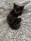 adoptable Cat in  named October Black Bombay-Look - Adopt As Pair