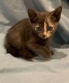 adoptable Cat in newport, OR named Spooki Adopt Me With My Sister Boo!