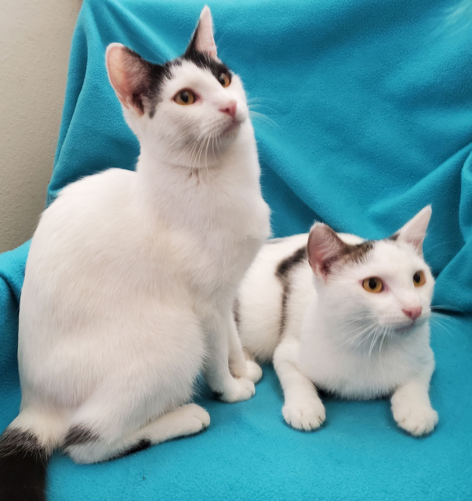 adoptable Cat in Newport Beach, CA named Bottle-Fed Bonded Brothers Alfie & Andy