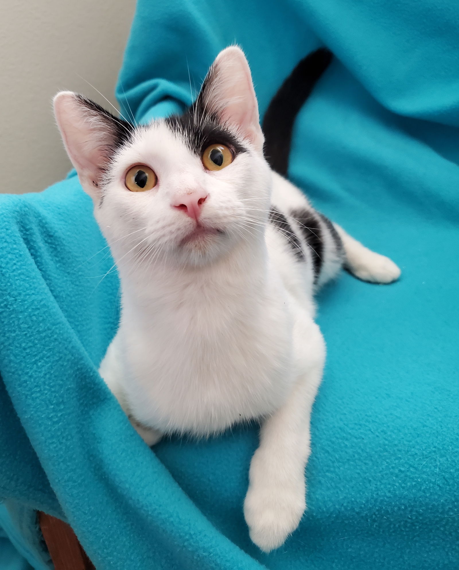 adoptable Cat in Newport Beach, CA named Alfie - A Bottle-Fed Cow Kitty