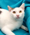 adoptable Cat in  named In Memory of Andy - He Was Loved!