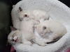 adoptable Cat in newport, OR named Foster These Siamese New Kitten Arrivals