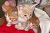 adoptable Cat in Newport Beach, CA named Orange Kitten Litter To Foster - New Arrivals!