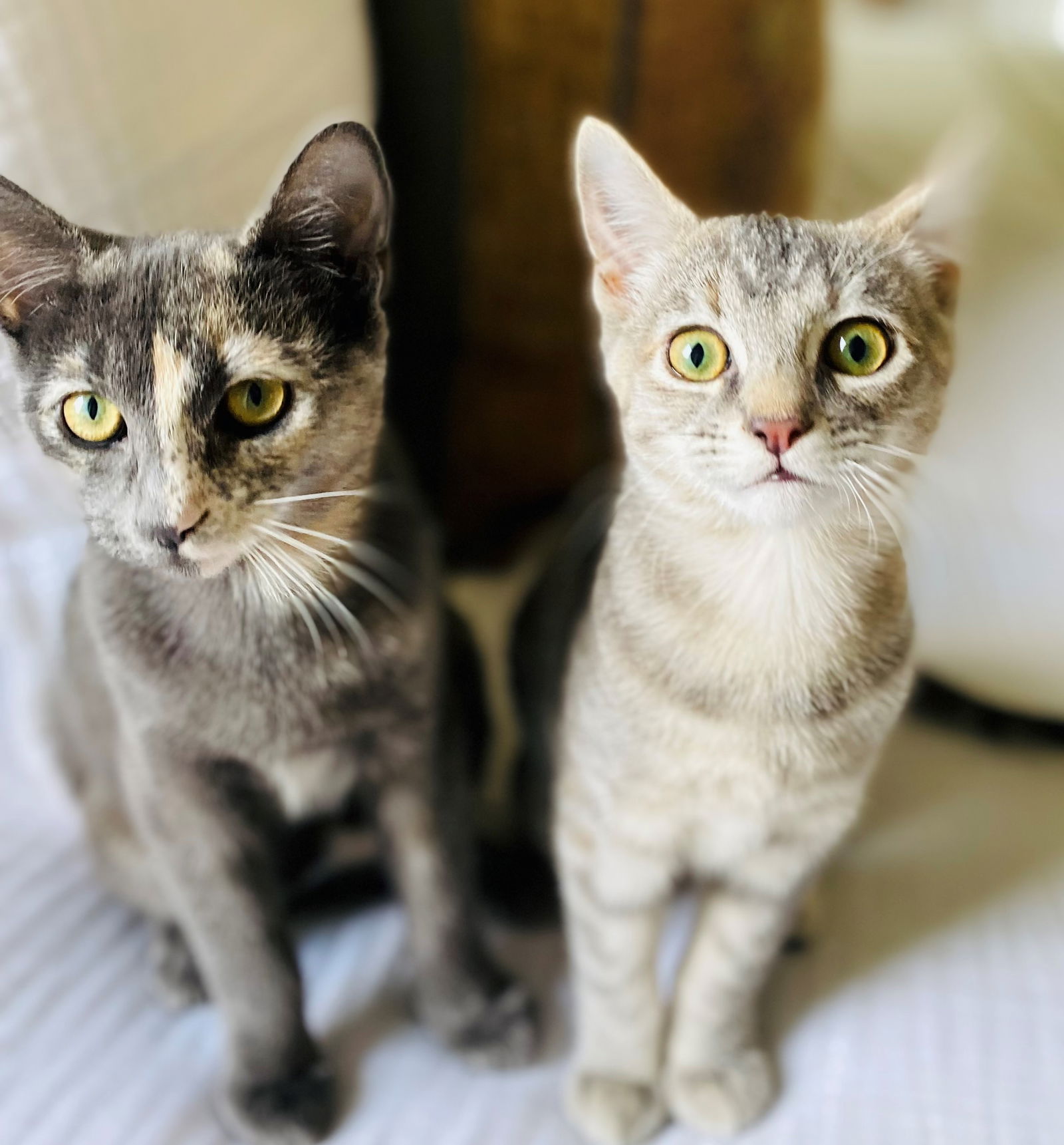 adoptable Cat in Newport Beach, CA named Saari - Adopt Me With My Pretty Sister Bo!