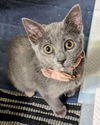 adoptable Cat in Newport Beach, CA named Twinkle Twinkle Little Star