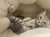 adoptable Cat in  named Bani- Silver Bengal Tabby - BONDED PAIR