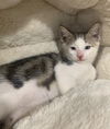 adoptable Cat in Newport Beach, CA named Nihli  - 1 Blue Eye & 1 Yellow Eye