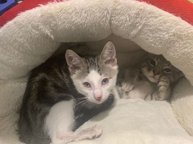 adoptable Cat in Newport Beach, CA named Bani & Nihli - A BONDED PAIR OF BOYS