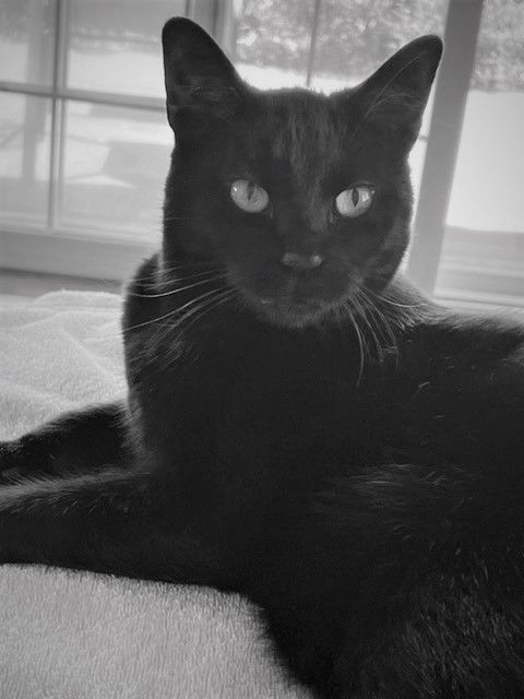 adoptable Cat in Newport Beach, CA named Wolf - Bombay-look - Sits on Laps