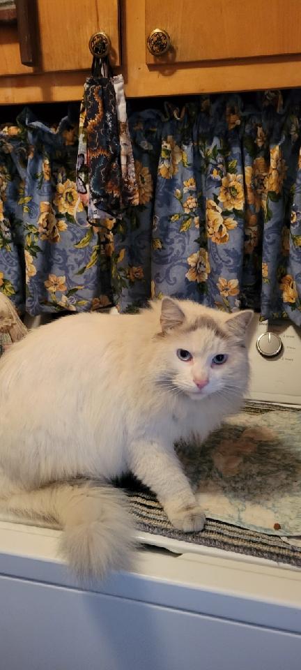 adoptable Cat in Newport Beach, CA named Nefertiti - Cream Maine Coon Siamese Mix