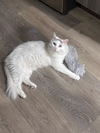 adoptable Cat in Newport Beach, CA named Nefertiti Queen Of Hearts