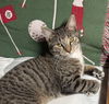 adoptable Cat in  named Tiger - Bengal Tabby
