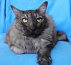 adoptable Cat in Newport Beach, CA named Chelsea