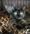 adoptable Cat in Newport Beach, CA named Gigi, Nori, & Angel