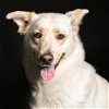 adoptable Dog in camarillo, CA named ALIF