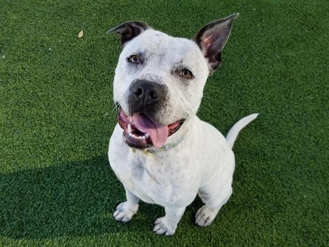 adoptable Dog in Camarillo, CA named *BRIAN