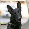 adoptable Dog in camarillo, CA named VILLA