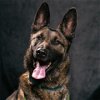 adoptable Dog in camarillo, CA named *PEETA
