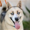 adoptable Dog in camarillo, CA named BLUE