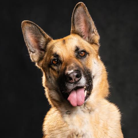 adoptable Dog in Camarillo, CA named ZARDU