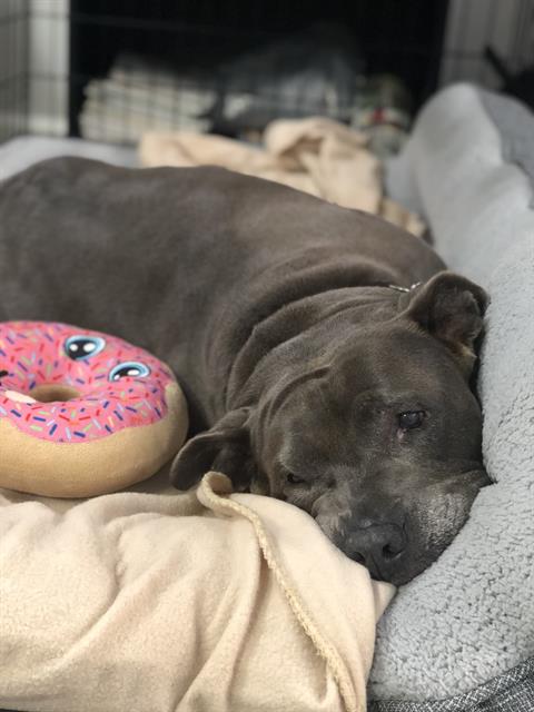 adoptable Dog in Camarillo, CA named *SELKIE