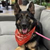 adoptable Dog in camarillo, CA named *GARLAND